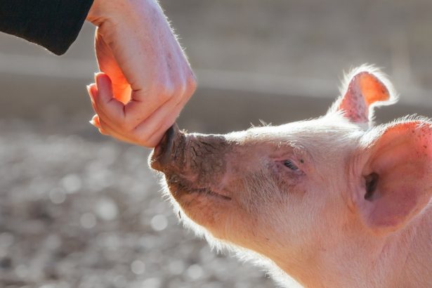 Landmark Pig Organ Transplants Raise a Curious Paradox, Says Ethicist : ScienceAlert