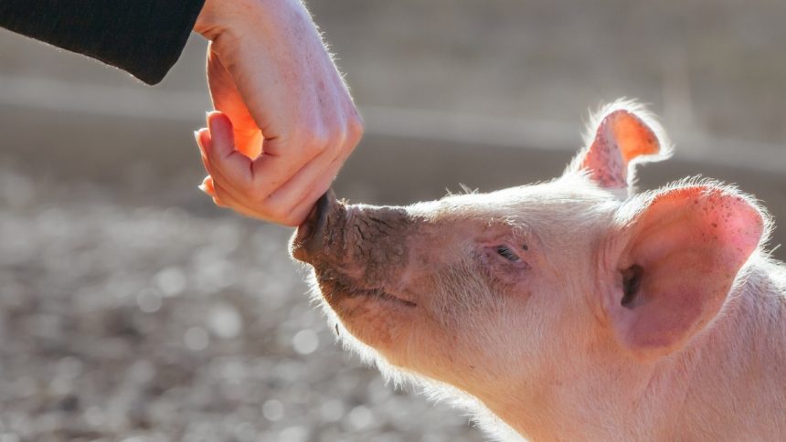 Landmark Pig Organ Transplants Raise a Curious Paradox, Says Ethicist : ScienceAlert