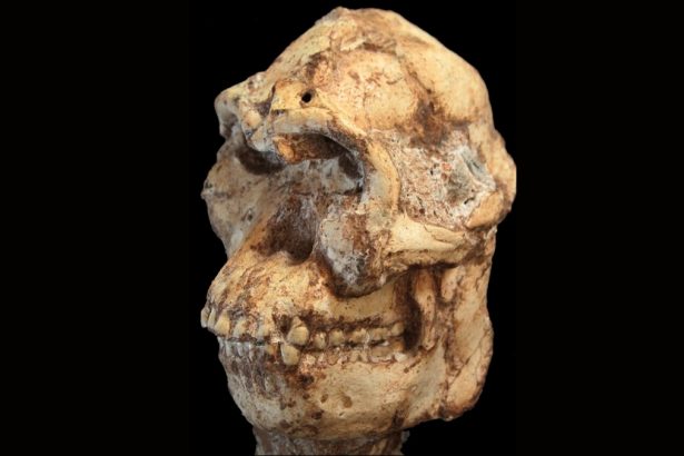 ‘Little Foot’ May Be a Whole New Member of Our Family Tree After All : ScienceAlert