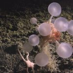 Meat-Eating ‘Death-Ball’ Sponges : ScienceAlert