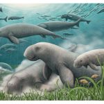 Meet five new species discovered in 2025 : NPR