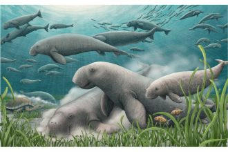 Meet five new species discovered in 2025 : NPR