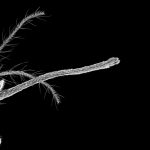 Mosquitos use it to suck blood. Researchers used it to 3-D print