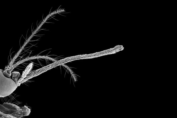 Mosquitos use it to suck blood. Researchers used it to 3-D print