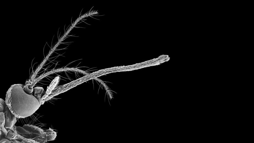 Mosquitos use it to suck blood. Researchers used it to 3-D print