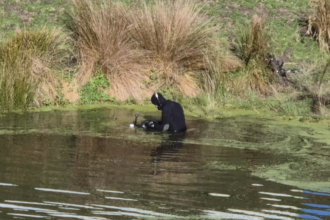 Mum’s pleas unanswered before boy found in pond