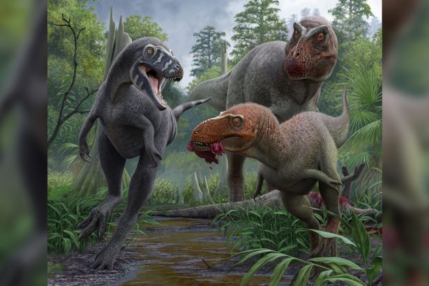 Nanotyrannus is still not a teenage T. rex