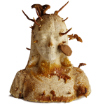 Nevada Museum of Art Presents the 2026 Art + Environment Summit: Under Pressure