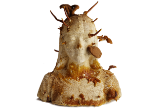 Nevada Museum of Art Presents the 2026 Art + Environment Summit: Under Pressure