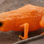 New Species of Tiny Pumpkin Toadlet Discovered in Brazil’s Cloud Forests : ScienceAlert