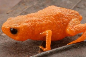 New Species of Tiny Pumpkin Toadlet Discovered in Brazil’s Cloud Forests : ScienceAlert