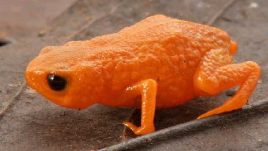 New Species of Tiny Pumpkin Toadlet Discovered in Brazil’s Cloud Forests : ScienceAlert