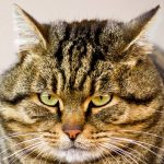 ‘Ozempic’ For Cats Is Coming, And Vets Are Testing It on Overweight Pets : ScienceAlert