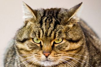 ‘Ozempic’ For Cats Is Coming, And Vets Are Testing It on Overweight Pets : ScienceAlert