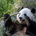 Pandas use tools to scratch thanks to a strange evolutionary quirk