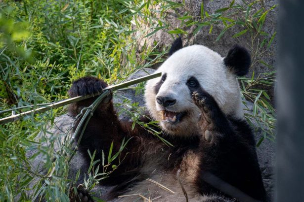 Pandas use tools to scratch thanks to a strange evolutionary quirk