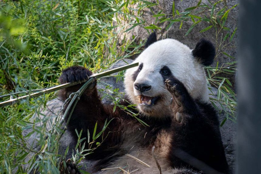 Pandas use tools to scratch thanks to a strange evolutionary quirk