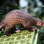 People Are Using TikTok to Sell Endangered Animals to Eat