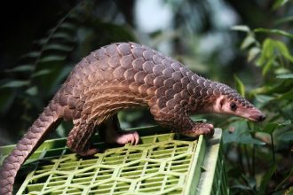 People Are Using TikTok to Sell Endangered Animals to Eat