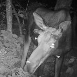 Photos Reveal Moths Sipping Tears from a Moose