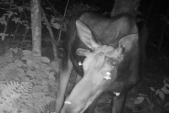 Photos Reveal Moths Sipping Tears from a Moose