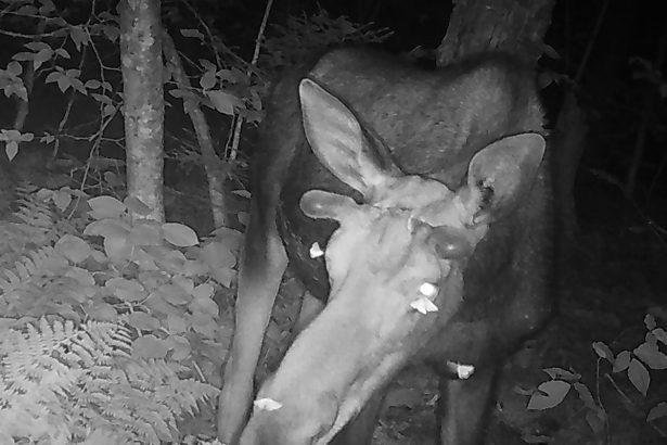 Photos Reveal Moths Sipping Tears from a Moose