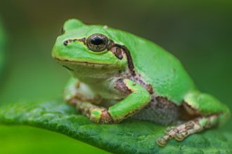 Powerful Anti-Cancer Drug Discovered Inside Japanese Tree Frog : ScienceAlert
