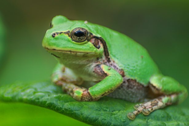Powerful Anti-Cancer Drug Discovered Inside Japanese Tree Frog : ScienceAlert
