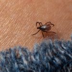 RFK, Jr.–Backed Lyme Disease Conspiracy Theory May Be Probed under New Bill