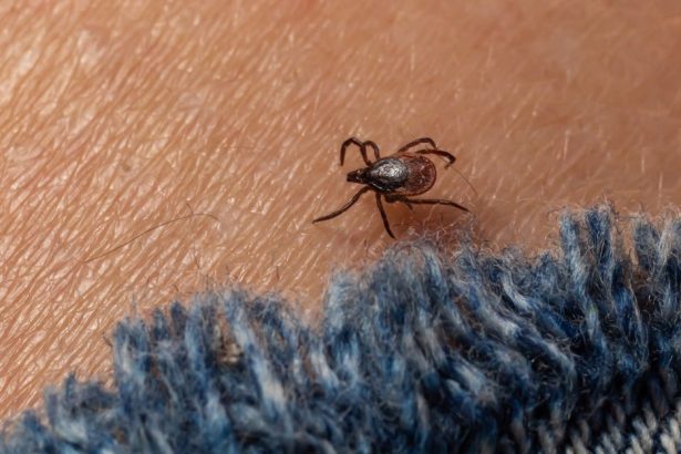 RFK, Jr.–Backed Lyme Disease Conspiracy Theory May Be Probed under New Bill