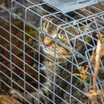 Research project uses sound to protect native birds