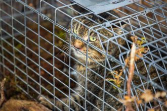 Research project uses sound to protect native birds