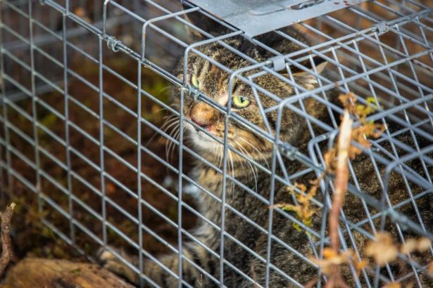 Sound could help protect our native birds from cats