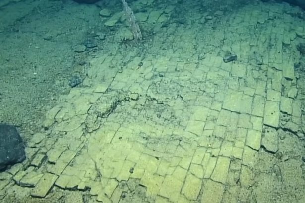 Scientists Found a ‘Yellow Brick Road’ at The Bottom of The Ocean : ScienceAlert
