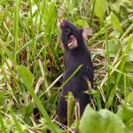 Scientists Released Caged Mice Into The Wild, And an Incredible Thing Happened : ScienceAlert