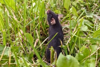 Scientists Released Caged Mice Into The Wild, And an Incredible Thing Happened : ScienceAlert
