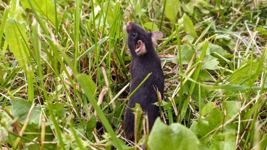 Scientists Released Caged Mice Into The Wild, And an Incredible Thing Happened : ScienceAlert