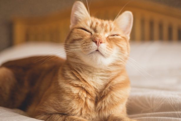 Scientists Reveal a Simple Trick to Communicate With Your Cat : ScienceAlert