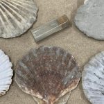 Seashells offer climate solution