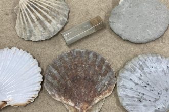 Seashells offer climate solution