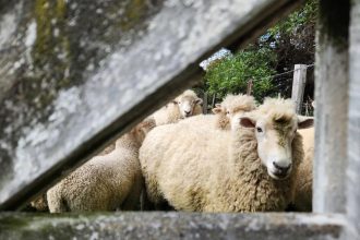 Shearing industry and govt announce k animal welfare scheme