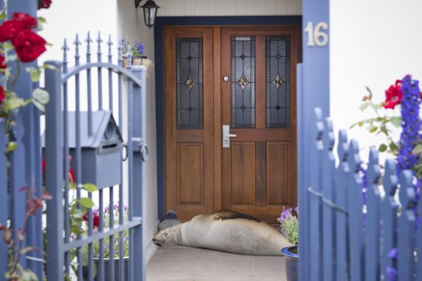 Snoozing sea lion gives St Clair mum a fright