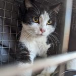 Socks, the beloved ‘Coors Field Cat,’ is missing