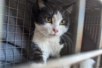 Socks, the beloved ‘Coors Field Cat,’ is missing