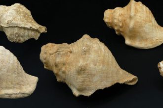 Startling Sounds From 6,000-Year-Old Shells Hint at Their Ancient Use : ScienceAlert