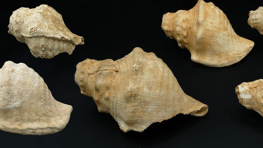 Startling Sounds From 6,000-Year-Old Shells Hint at Their Ancient Use : ScienceAlert