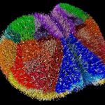 Supercomputer Creates One of The Most Realistic Virtual Brains Ever Seen : ScienceAlert