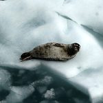 The Arctic Just Sweltered Through Its Hottest Year on Record : ScienceAlert