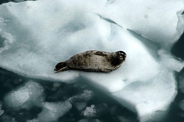 The Arctic Just Sweltered Through Its Hottest Year on Record : ScienceAlert