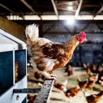 The US beat back bird flu in 2025 – but the battle isn’t over